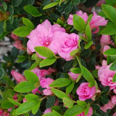 Rhododendron Gable hybrid Rosebud