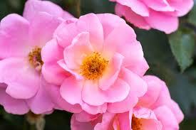 Rosa Knock Out&reg; Peachy