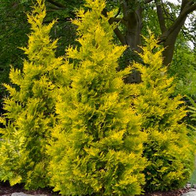 Thuja occidentalis Yellow Ribbon