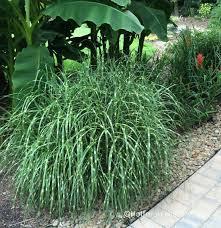 GR-Miscanthus s. Little Zebra 