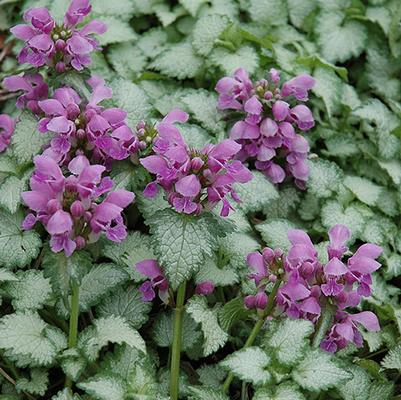 Lamium maculatum Orchid Frost
