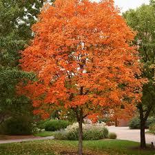 Acer saccharum 