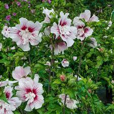 Hibiscus syriacus Starblast Chiffon&trade;