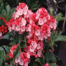 Kalmia latifolia Raspberry Glow