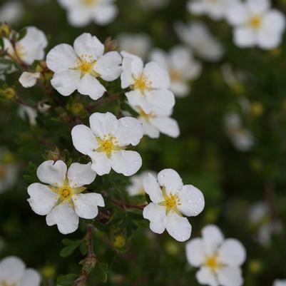 Potentilla fruticosa Happy Face&reg; White
