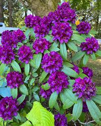 Rhododendron Purple Passion