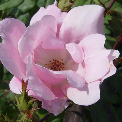 Rosa Knock Out&reg; Blushing Blushing