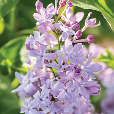 Syringa vulgaris New Age&trade; Lavender