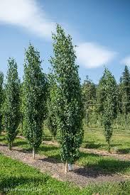 Betula platyphylla Parkland Pillar&reg;