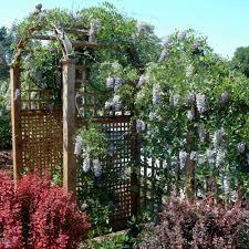 Wisteria macrostachya Summer Cascade&trade;