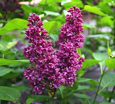 Syringa vulgaris Monge