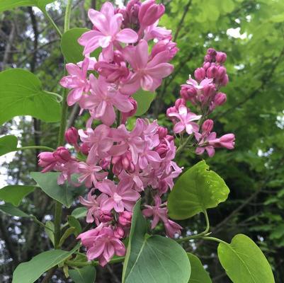 Syringa vulgaris Edward J. Gardner