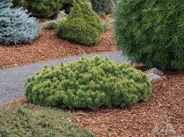 Pinus mugo Valley Cushion
