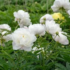 Paeonia 