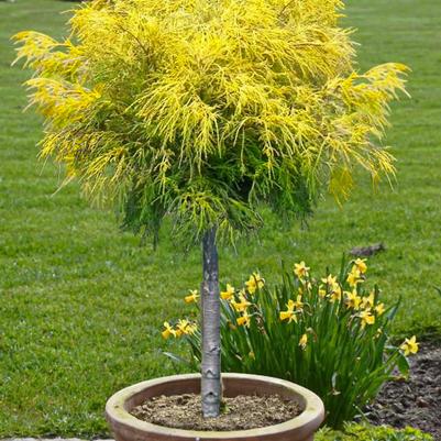 Chamaecyparis pisifera filifera Gold Thread