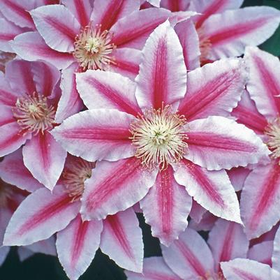 Clematis Bee's Jubilee