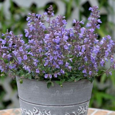 Nepeta x faassenii Kitten Around