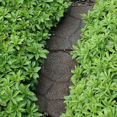 Pachysandra terminalis Green Carpet