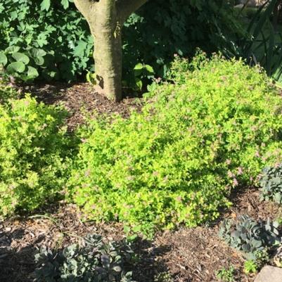 Spiraea japonica Golden Elf