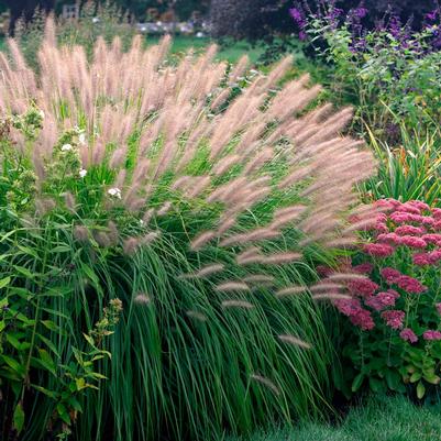 Pennisetum alopecuroides Red Head