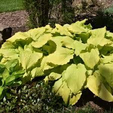 Hosta Dancing Queen