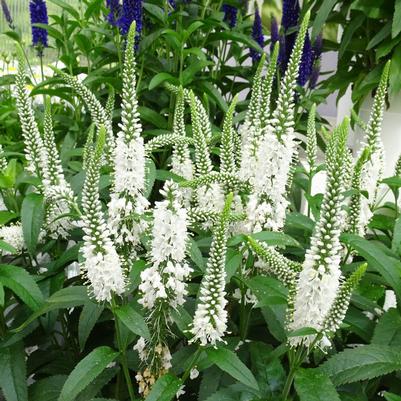 Veronica Moody Blues&reg; White
