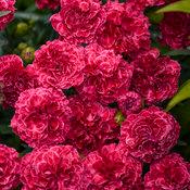 Dianthus Fruit Punch&reg; Raspberry Ruffles
