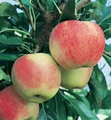 Malus domestica Gala