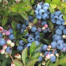 Vaccinium angustifolium Burgundy