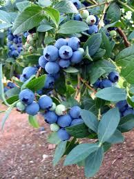 Vaccinium corymbosum Blue Ribbon