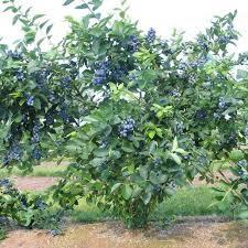 Vaccinium corymbosum 