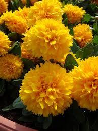 Coreopsis grandiflora Solanna&trade; Golden Sphere