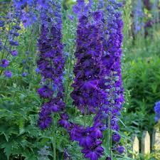 Delphinium elatum Magic Fountains Dark Blue Dark Bee