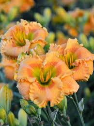 Hemerocallis Rainbow Rhythm&reg; Orange Smoothie