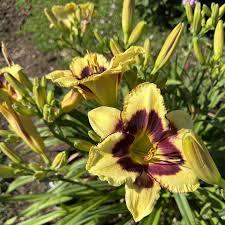 Hemerocallis Rainbow Rhythm&reg; Star of the North