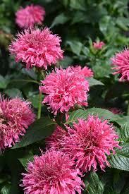 Monarda didyma Sugar Buzz&reg; Bubblegum Blast