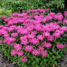 Monarda Electric Neon Pink