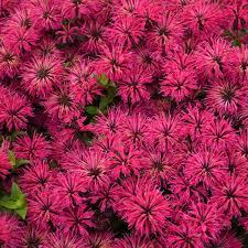 Monarda Leading Lady Razzberry