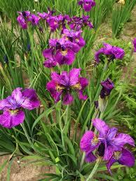 Iris sibirica 