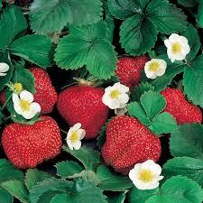 Fruit - Strawberry - Ozark Bea 