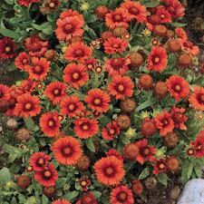 Gaillardia Arizona Red Shades