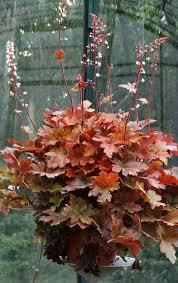 Heucherella Fun and Games&reg; Hopscotch