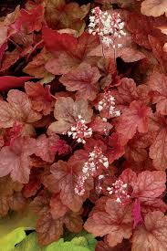 Heucherella Fun and Games&reg; Red Rover