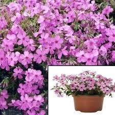 Phlox Woodlander Pink