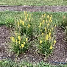 Kniphofia uvaria Glowstick