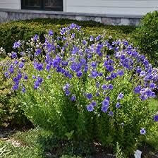 Platycodon grandiflorus Astra Blue
