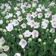 Platycodon grandiflorus Astra Pink