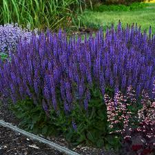 Salvia nemorosa Color Spires&reg; Violet Riot