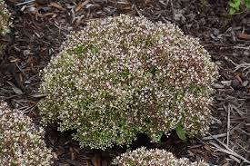 Sedum Rock 'N Round&reg; Bundle of Joy