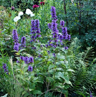 Nepeta kubanica Neptune